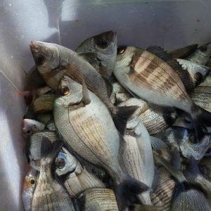 Fisherman Fedai’s Fish Restaurant