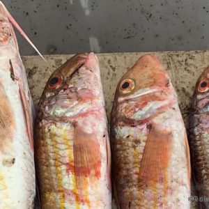 Fisherman Fedai’s Fish Restaurant