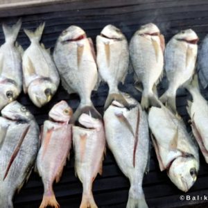 Fisherman Fedai’s Fish Restaurant