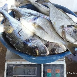 Fisherman Fedai’s Fish Restaurant
