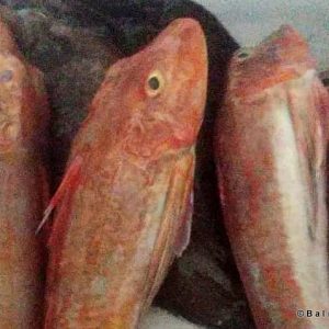Fisherman Fedai’s Fish Restaurant