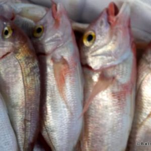 Fisherman Fedai’s Fish Restaurant