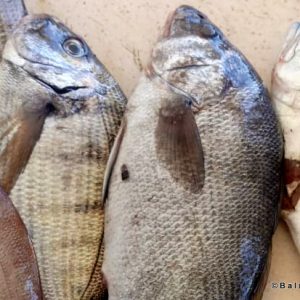 Fisherman Fedai’s Fish Restaurant