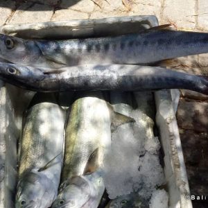 Fisherman Fedai’s Fish Restaurant