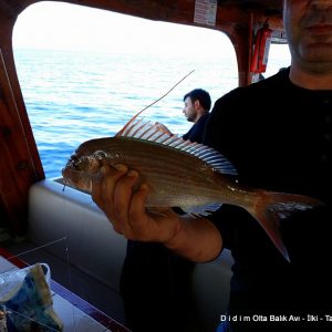 Didim Angling Trip private boat with fish finder