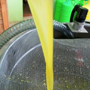 naturel erken hasat soğuk sıkım zeytinyağ