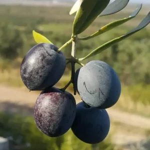 Zeytinseli Zeytincilik