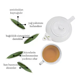 Zeytinseli Zeytincilik