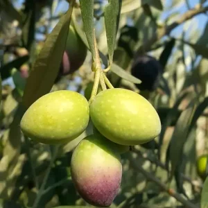 Zeytinseli Zeytincilik