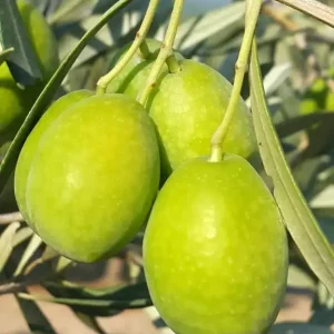 Zeytinseli Zeytincilik