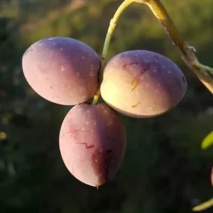 Zeytinseli Zeytincilik