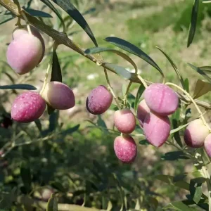 Zeytinseli Zeytincilik