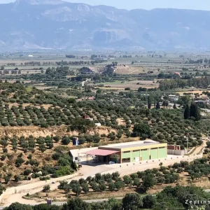 Zeytinseli Zeytincilik