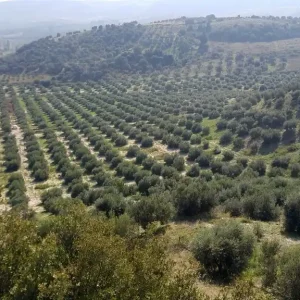 Zeytinseli Zeytincilik