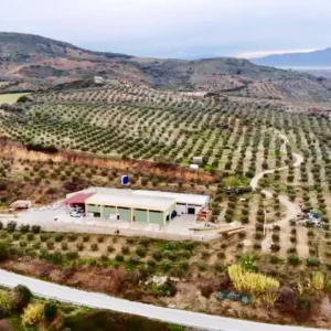 Zeytinseli Zeytincilik