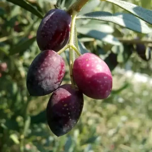 Zeytinseli Zeytincilik