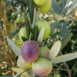 Zeytinseli Zeytincilik