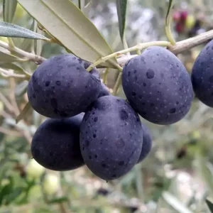 Zeytinseli Zeytincilik